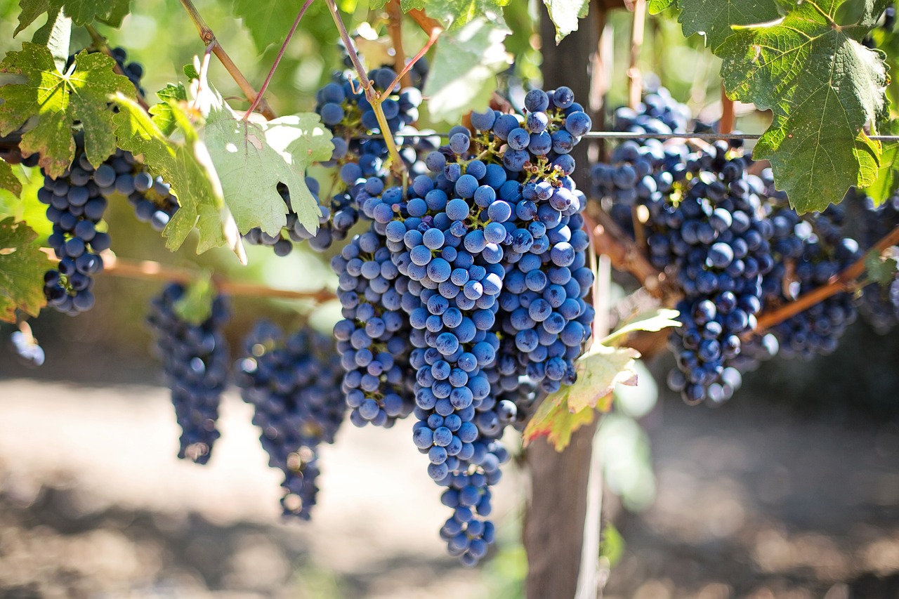 Investir dans le vin et les droits de la propriété intellectuelle : un monde complexe et passionnant