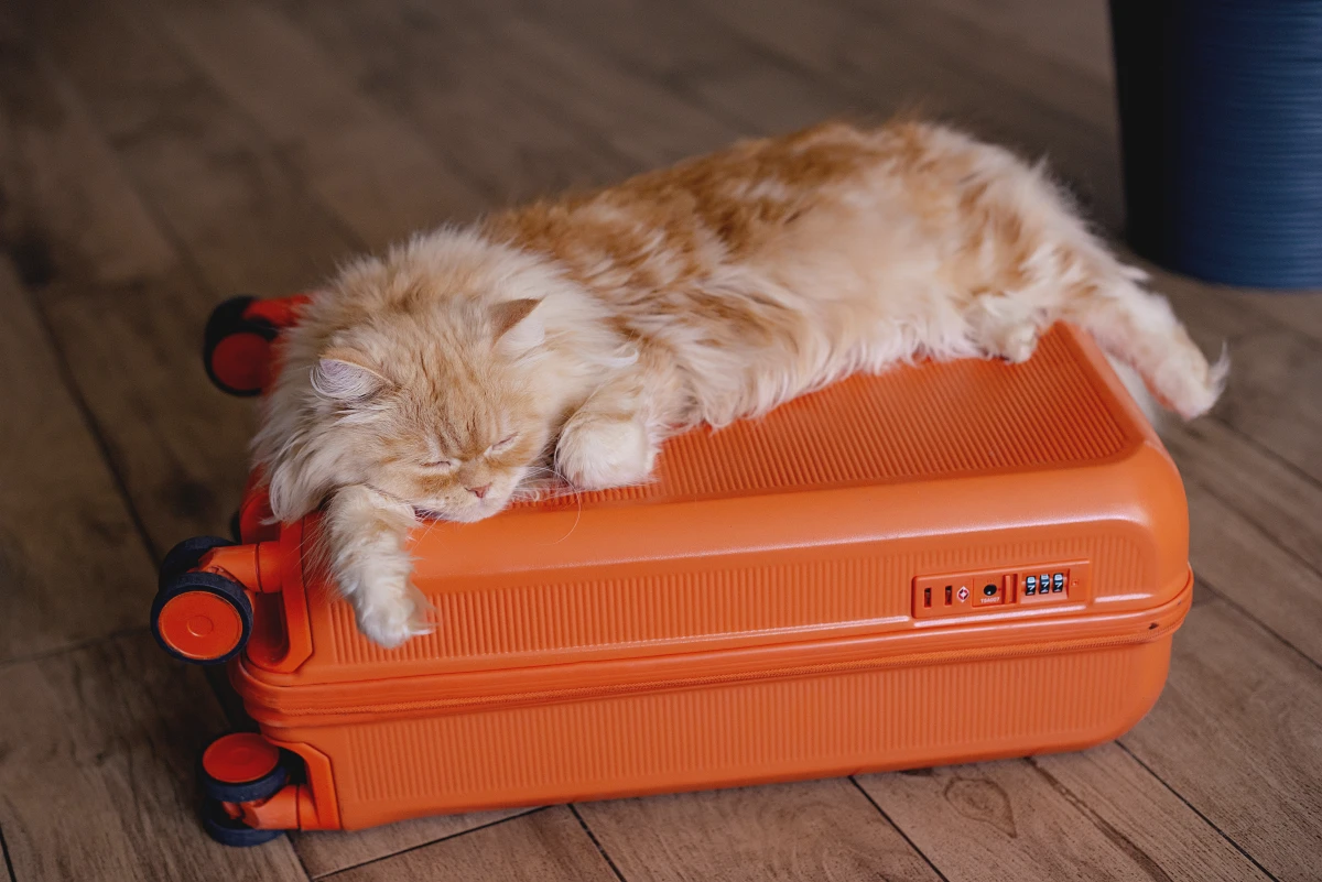 Assurance animaux : Protégez votre compagnon à quatre pattes sans vous ruiner
