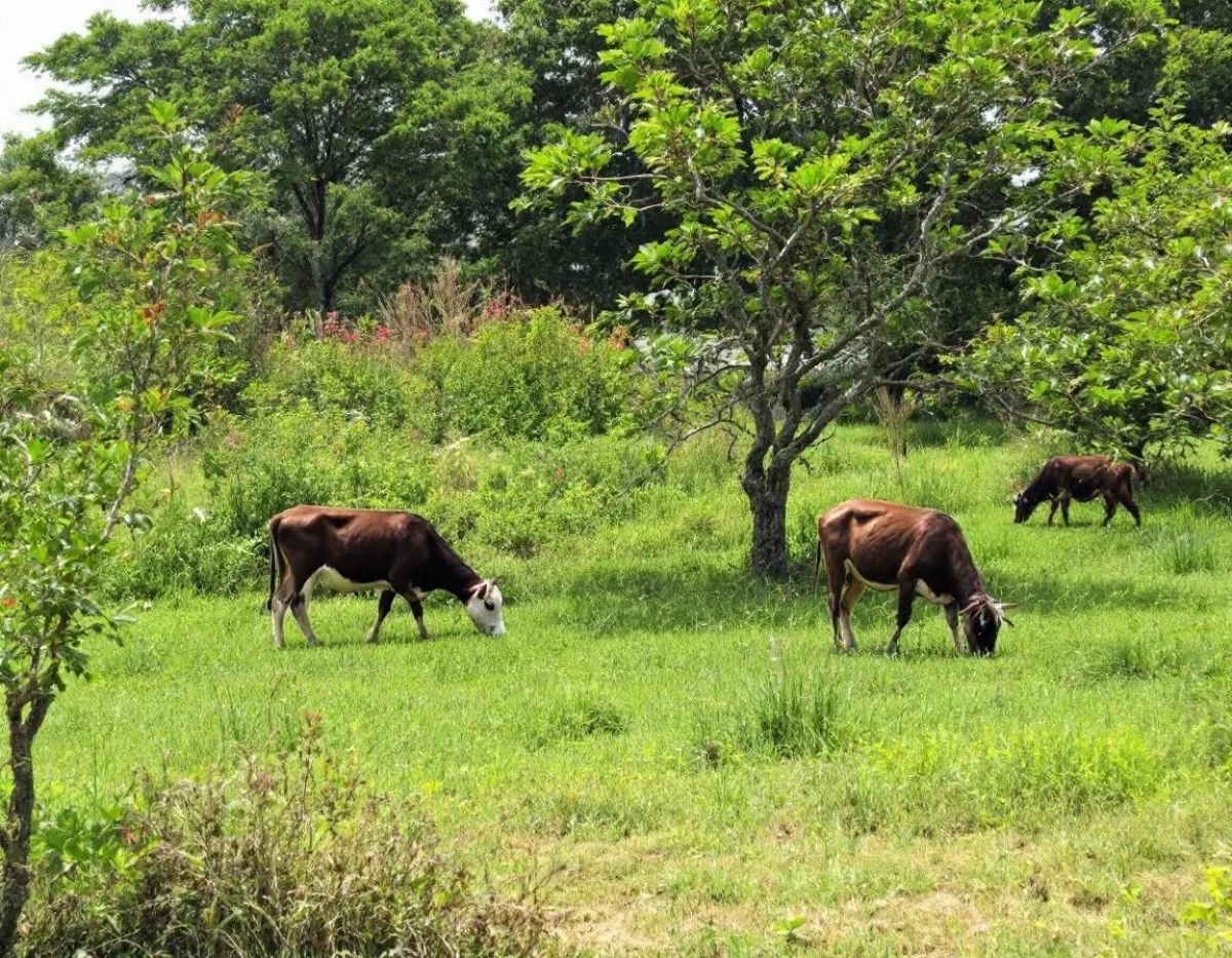 L'Assurance Multirisque Agricole : Protection Intégrale pour les Exploitants Agricoles